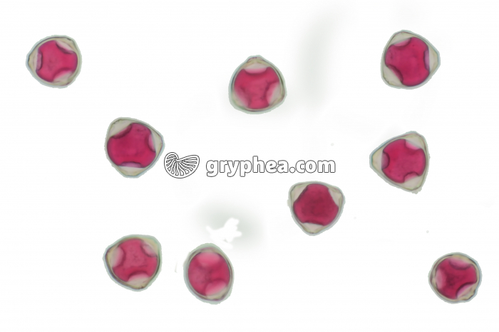 Pollen Noisetier x170 - gryphea.org